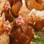 meilleures épuisettes pour capturer poules et oiseaux