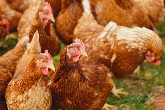 meilleures épuisettes pour capturer poules et oiseaux