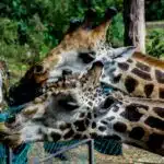 Girafes