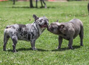 Reproduction chez les chiens