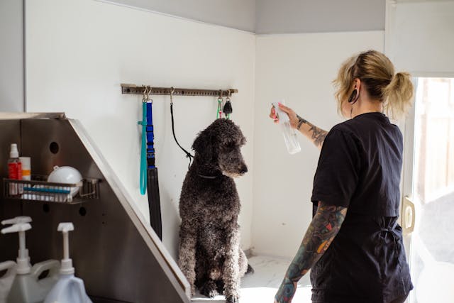 Toilettage de chien