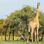 Le parc national de Maputo au Mozambique