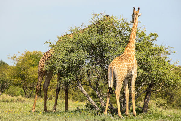 Le parc national de Maputo au Mozambique