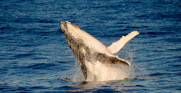 baleines en mer