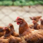 clôture pour les poules