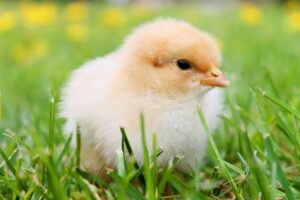 Soulager et traiter la gale chez vos animaux