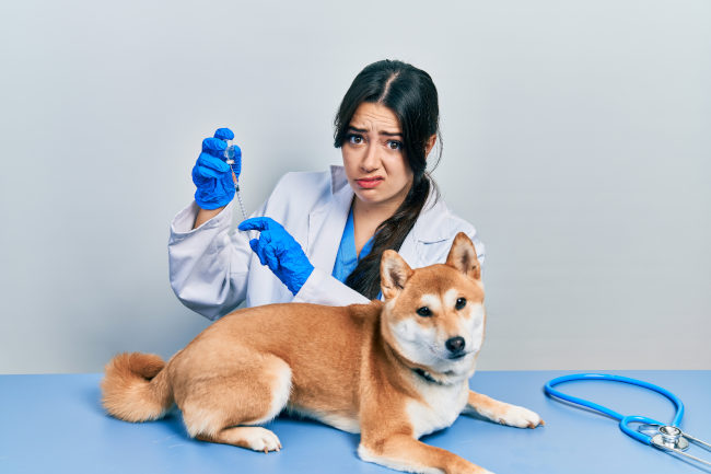 prévenir et traiter les parasites chez le chien
