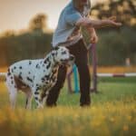 a man standing next to a dalmatian dog on a lush green field