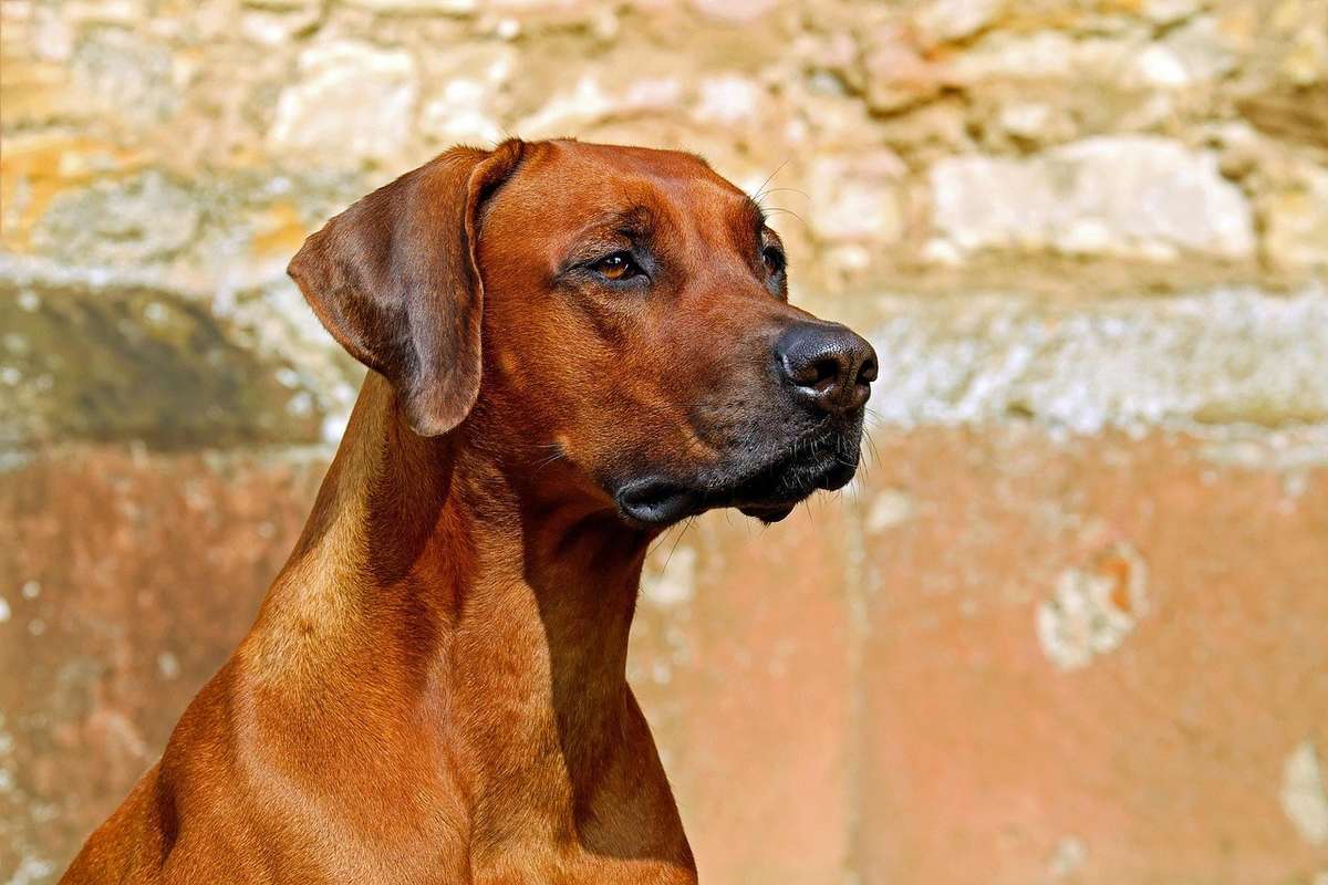 Chien de race Rhodesian Ridgeback, assis, regardant vers la droite, contre un mur de pierre