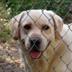 Un labrador jaune regarde à travers une clôture en mailles, langue sortie