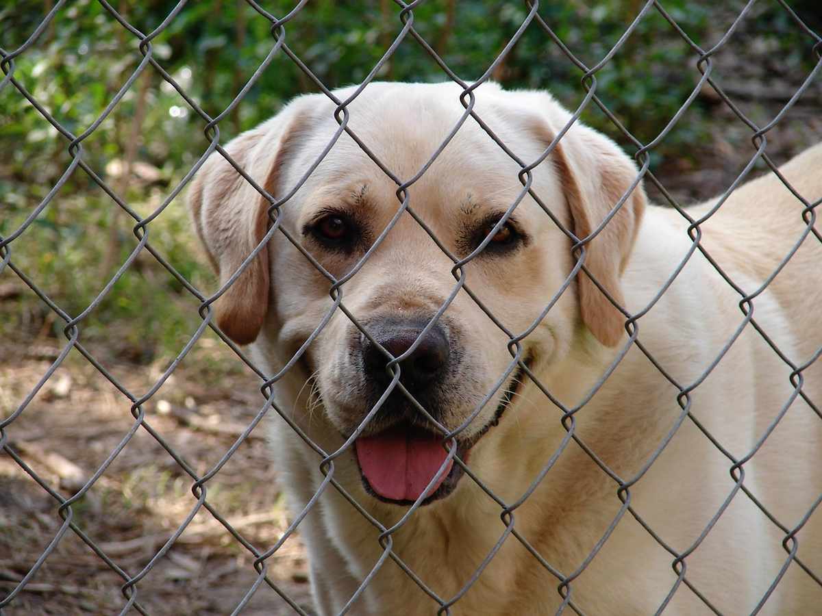 Un labrador jaune regarde à travers une clôture en mailles, langue sortie