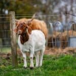 ferme