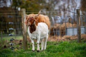 ferme