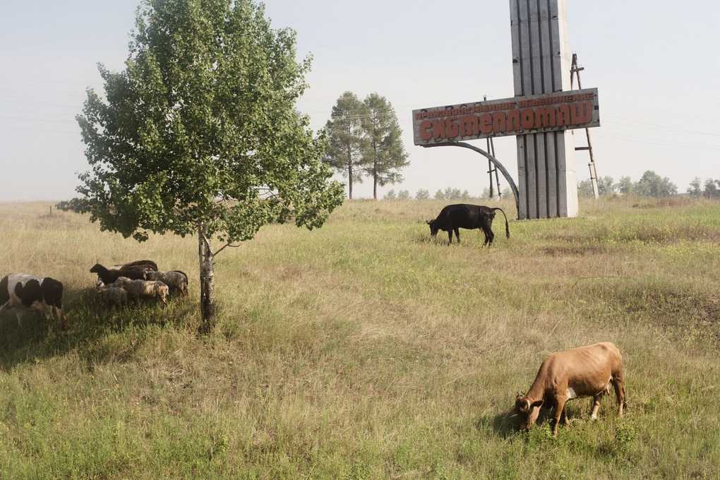 Vaches dans un champ avec un panneau publicitaire et des arbres