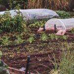 Jardin avec tunnels en plastique et jeunes plantes dans le sol