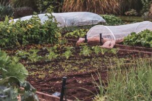 Jardin avec tunnels en plastique et jeunes plantes dans le sol
